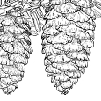  Picea omorica
